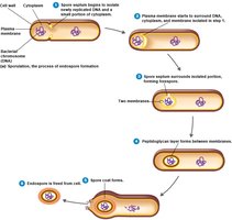 Steps of endospore formation