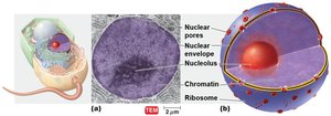 The eukaryotic nucleus