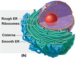 Rough endoplasmic reticulum and ribosomes (detailed)