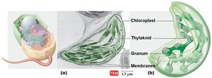 Chloroplasts