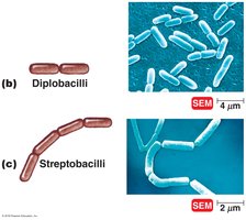 Arrangements of bacilli