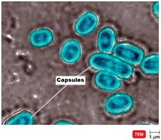 Capsules in Streptococcus pneumoniae