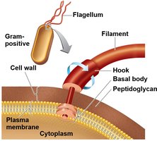 Flagellum structure in Gram-positive bacteria