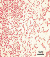 Gram-negative rods, typical of coliforms