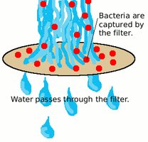Diagram showing bacteria captured by membrane filter