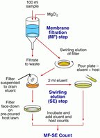 Flow chart of membrane filtration and elution steps