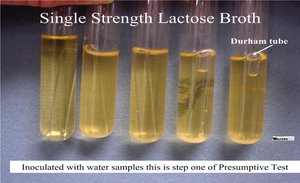 Single strength lactose broth with Durham tubes for presumptive test