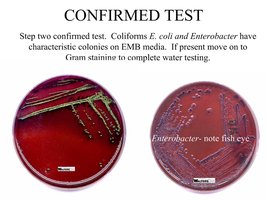 EMB plates showing coliform colonies for confirmed test