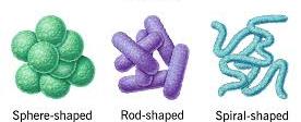 Common bacterial shapes: sphere, rod, spiral
