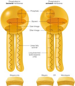 Comparison of bacterial and archaeal membrane phospholipids
