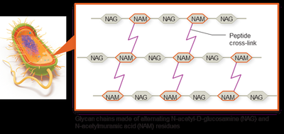 Structure of peptidoglycan in bacterial cell walls