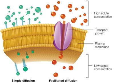 Simple and facilitated diffusion across a membrane