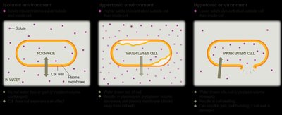Osmosis in isotonic, hypertonic, and hypotonic environments