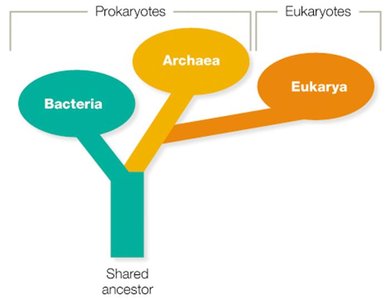 Phylogenetic tree showing Bacteria, Archaea, and Eukarya