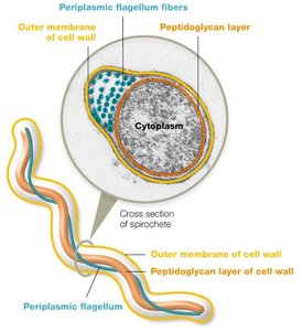 Periplasmic flagella in spirochetes