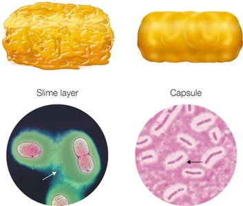 Slime layer and capsule forms of glycocalyx
