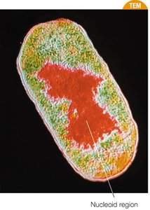 Nucleoid region in a prokaryotic cell