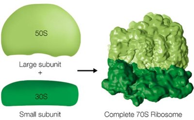 Structure of prokaryotic ribosome