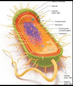 Diagram of a prokaryotic cell with labeled structures