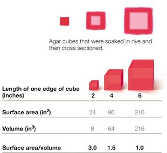 Surface area to volume ratio in cubes