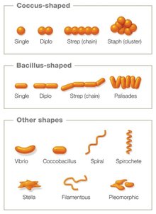 Prokaryotic shapes and arrangements