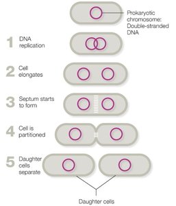 Steps of binary fission in prokaryotes