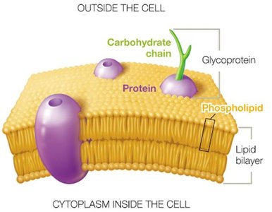 Structure of the plasma membrane