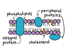 Fluid mosaic model of the plasma membrane