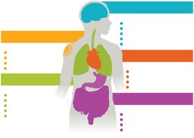 Anaphylaxis symptoms diagram