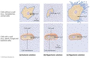 Effects of isotonic, hypertonic, and hypotonic solutions on cells