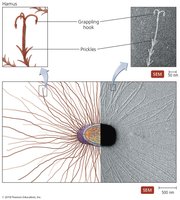 Archaeal hami structure and function