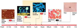 Relative sizes of DNA, viruses, bacteria, red blood cells, and tick