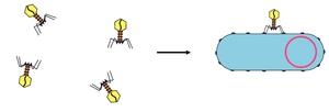 Reinfection of new bacteria by released phages