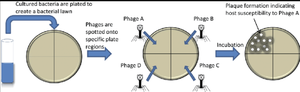 Phage typing plate setup and plaque formation