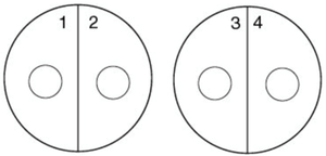 Phage typing plate sector diagram