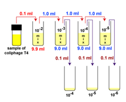 Serial dilution procedure for plaque count