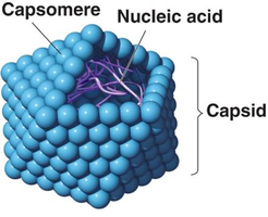 Capsid structure with capsomeres and nucleic acid