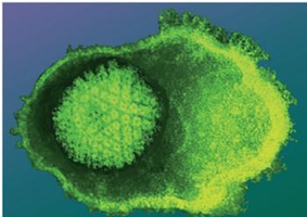 Enveloped virus structure