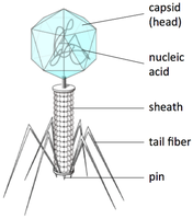 Bacteriophage structure