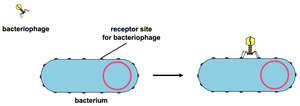 Bacteriophage attachment to bacterium