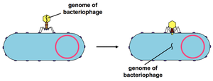 Bacteriophage genome injection