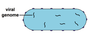 Viral genome replication in bacterium