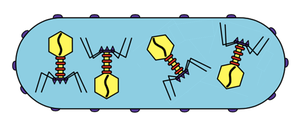 Assembly of bacteriophage particles