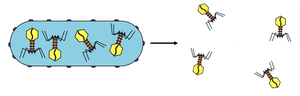 Release of bacteriophages from lysed bacterium