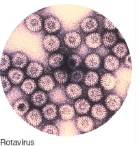 Norovirus