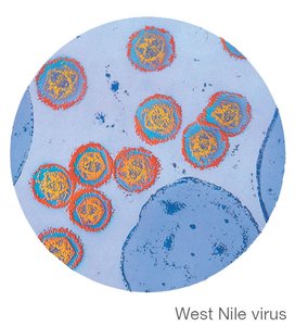 West Nile virus