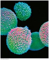 Microscopic view of fungal spores