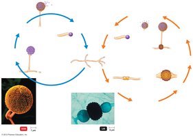 Life cycle of Rhizopus, a zygomycete