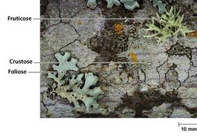 Types of lichens: fruticose, crustose, foliose