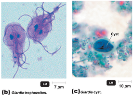 Giardia lamblia trophozoites and cysts